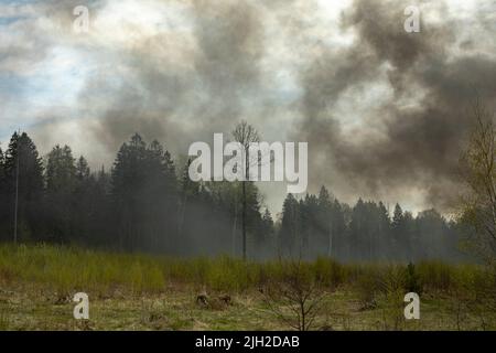 Fumo nei boschi. Fuoco in natura. Fumo nero in campagna. Foto Stock
