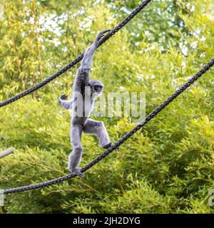 Gibbon argenteo, Hylobates moloch. Il gibbone argenteo si colloca tra le specie più a rischio. Foto Stock