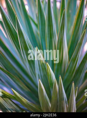 Cactus verde frondoso come pianta che vive nella città di Savanah Georgia Foto Stock