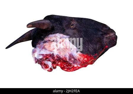 Mano con il pollice su isolato su sfondo bianco. OK segno da un maschio Foto Stock
