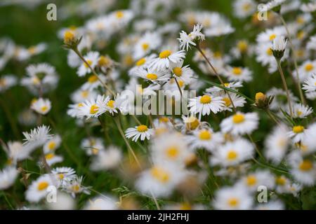 Margherite comuni della bue fuori nella Svezia meridionale Foto Stock