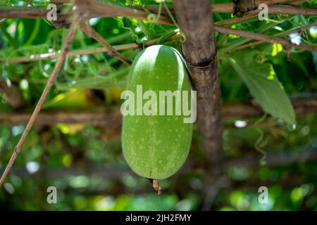 Melone invernale sospeso nel giardino.giovane melone invernale.verde melone invernale Foto Stock