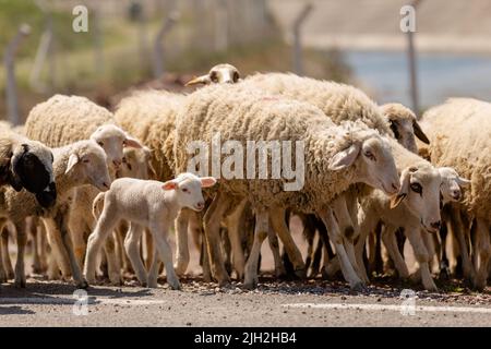 Un gregge di pecore e un piccolo agnello. Foto Stock