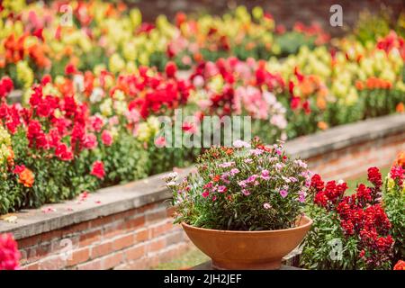 Una pianta annuale in vaso di fioritura di fronte ad un grande e colorato giardino di docce folli snapdragons in fiore in primavera. Foto Stock