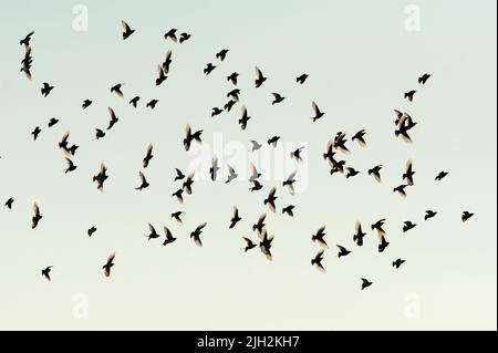 Gregge di stelle in volo in Europa Foto Stock