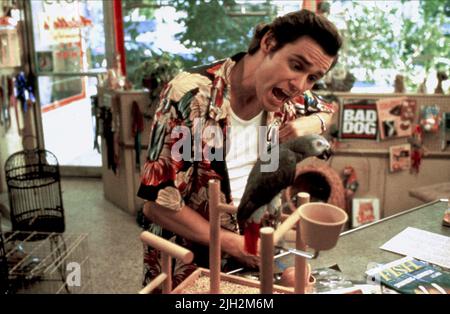 JIM CARREY, Ace Ventura: l'acchiappanimali, 1994 Foto Stock