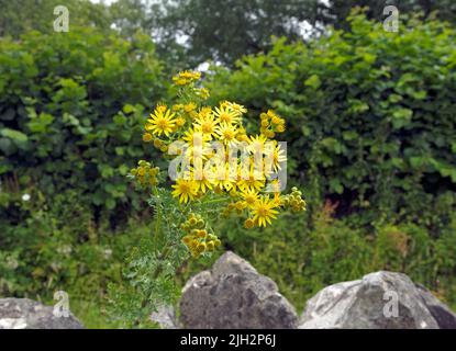 Comune ragwort, Jacobaea vulgaris. St Fagans / Sain Ffagan. Estate 2022. Luglio. Tossico per cavalli e bovini. Foto Stock