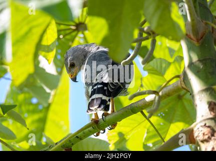 Appollaiato Hawk grigio in Costa Rica Foto Stock