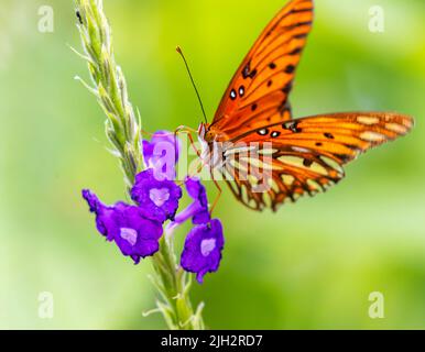 Butterfly Fritillary Golfo su fiore viola in costa Rica Foto Stock