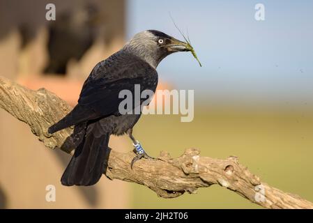 Jackdaw occidentale (Coloeus monidula) nelle terre secche della pianura di Lleida in primavera (Spagna settentrionale) (Lleida, Catalogna, Spagna) ESP: Grajilla occidental Foto Stock