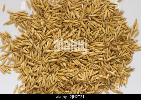 Grani di avena su sfondo bianco primo piano Foto Stock