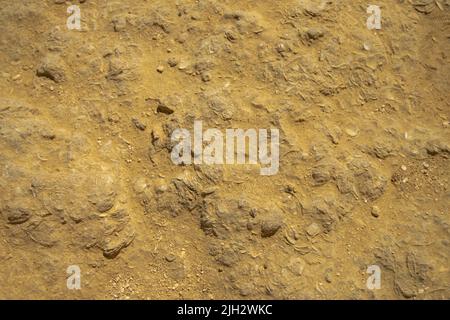 Conchiglie fossili e specie oceaniche fondate su rocce di roccia. Oceano e temi astratti. Storia e geologia, livelli oceanici in epoca vecchia. L'alto livello dell'oceano rimane. Foto Stock