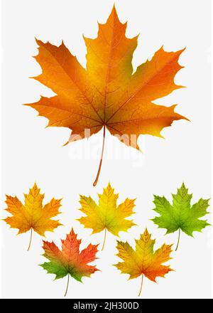 Collezione di foglie di acero autunnale colorate Illustrazione Vettoriale