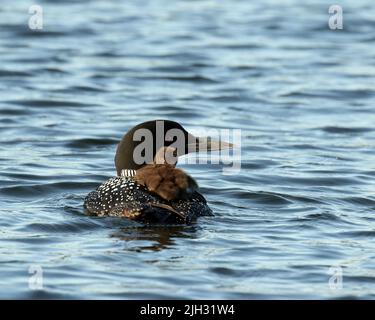 Sonnolenza loon pulcino sulla schiena del genitore Foto Stock