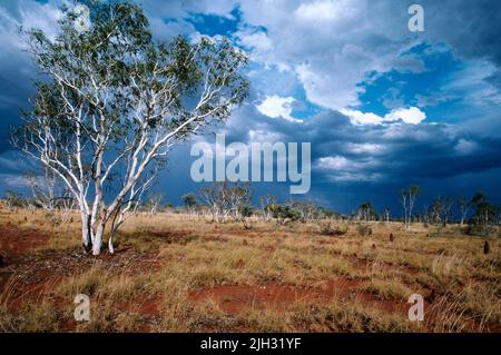 Un albero Ghost Gum, nell'entroterra del territorio del Nord, Australia Foto Stock