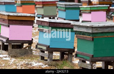 Apiario in inverno. Alveari colorati di api nel prato vicino alla foresta. Gelo e un sottile strato di neve. Foto Stock