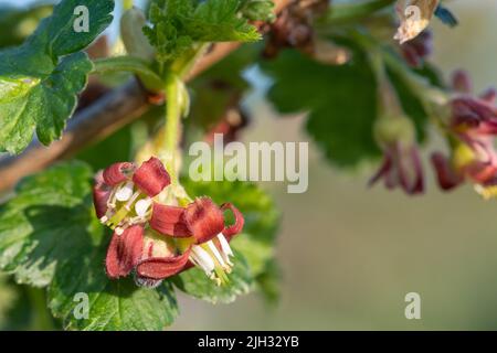 Macro scatto di fiore su un bush di uva spina europea (ribes uva-Crisa) Foto Stock