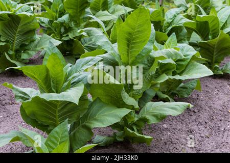 Campo di tabacco con piante fresche di nicotiana verde che coltivano foglie di sigari in Amerongen nei Paesi Bassi, rinascita di una vecchia tradizione agricola Foto Stock