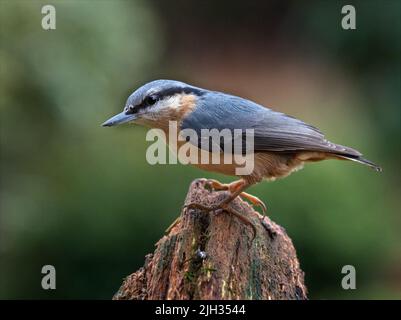 Un Nuthatch arroccato su una vecchia radice di albero nel giardino Foto Stock