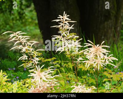 Piccoli fiori bianchi nelle spike di piuma della barba erbacea perenne di capra, Aruncus dioicus Foto Stock