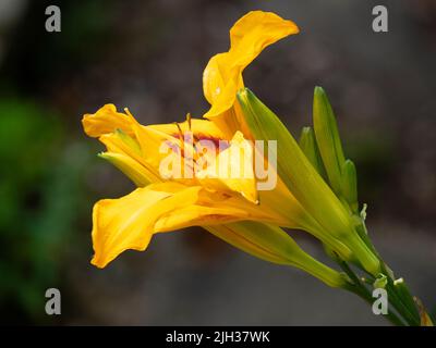 Fiore giallo pallido rosso del perenne estate ardente fioritura giglio, Hemerocallis 'Bonanza' Foto Stock