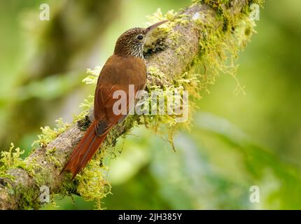 Montane Woodsuperriduttore - Lepitocolaptes lacrymiger uccello perching sottofamiglia Dendrocolaptinae della famiglia degli ovenbird Furnariidae, trovato in Bolivia, Colombia, E. Foto Stock