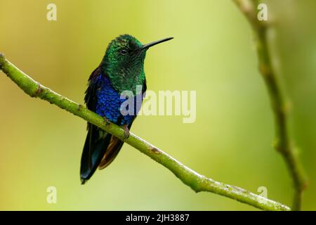 Crownymph crowned woodnymph - Talurania colombica uccello verde e blu nella famiglia dei colombini Trochilidae, trovato in Belize e Guatemala a Perù, blu e verde Foto Stock