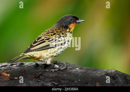 Tanager con gola rufosa - uccello rufigula Ixothraupis in Thraupidi, trovato in Colombia e Ecuador in foreste subtropicali o tropicali di montano umido e. Foto Stock