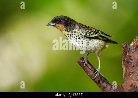 Tanager con gola rufosa - uccello rufigula Ixothraupis in Thraupidi, trovato in Colombia e Ecuador in foreste subtropicali o tropicali di montano umido e. Foto Stock