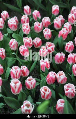 Tulipani Triumph rossi e bianchi (Tulipa) fiore di piacere in un giardino nel mese di aprile Foto Stock