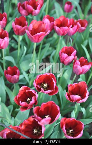 Tulipani rosso scuro (Tulipa) Poetina fiorisce in un giardino nel mese di aprile Foto Stock