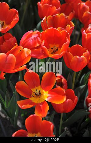 Tulipani Triumph (Tulipa) rosso-arancio Power Play fioriscono in un giardino nel mese di aprile Foto Stock