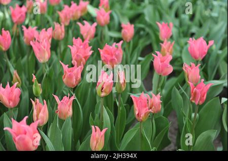 Tulipani rosa a fiori di giglio (Tulipa) Pretty Love fiorisce in un giardino nel mese di aprile Foto Stock