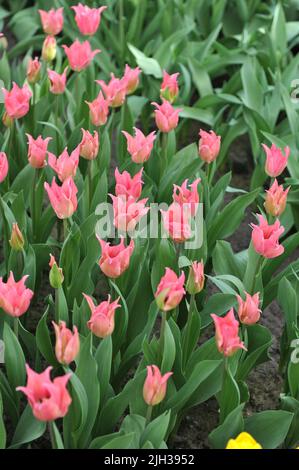 Tulipani rosa a fiori di giglio (Tulipa) Pretty Love fiorisce in un giardino nel mese di aprile Foto Stock