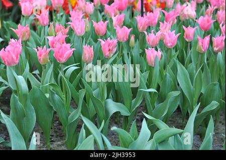 Tulipani rosa a fiori di giglio (Tulipa) Pretty Love fiorisce in un giardino nel mese di aprile Foto Stock