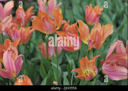 Tulipani a fiori di giglio rosa-arancio (Tulipa) Pretty Orange Donna fiorisce in un giardino nel mese di aprile Foto Stock