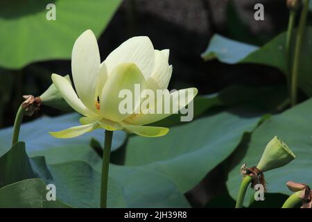 Lotus nel parco Cullinan Foto Stock