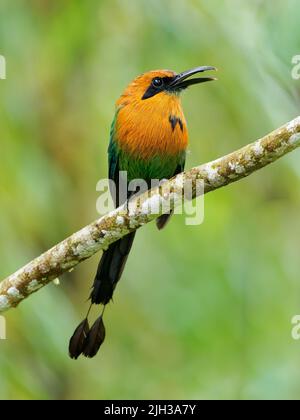 Motmot a fatturazione larga - uccello a coda lunga Electron platyrhynchum trovato in Bolivia, Brasile, Colombia, Costa Rica, Ecuador, Honduras, Nicaragua, Panama, PE Foto Stock