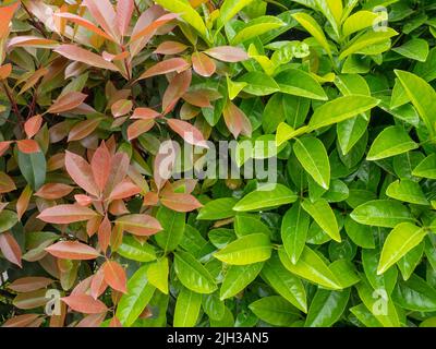 Foglie fresche sui cespugli. Modello naturale. Lascia lo sfondo. Arbusti rossi e verdi nel sud. Belle piante Foto Stock