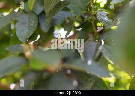 Primo piano di frutta nespola circondata da foglie verdi su un albero nespola in una giornata di sole. Bokeh e sfondo sfocato. Foto Stock