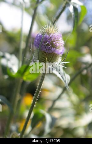 Primo piano di fiori di tesello selvatico e teste di seme con una banda di fiori viola / rosa intorno ad un tesello spiky Foto Stock