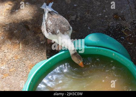 Foto di un'oca che mantiene fresco nell'onda calda e beve da una piscina per bambini piena di acqua Foto Stock