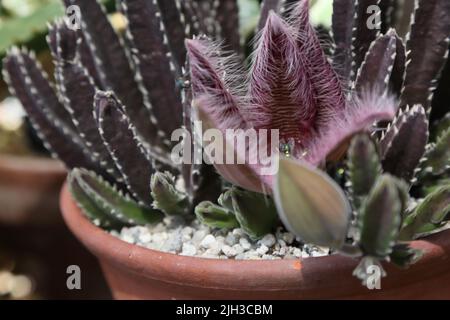 Stapelia Gigantea Carnivorous pianta intrappolare Fly in Glasshouse Wisley Surrey Inghilterra Foto Stock