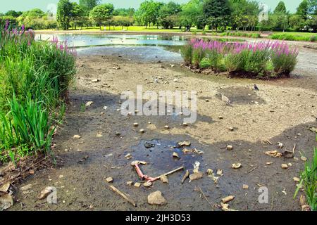 Glasgow, Scozia, Regno Unito luglio 14th 2022. Regno Unito Meteo: Siccità colpito Knightswood parco nautica stagno si asciuga in su. Metà dello stagno che ospita piante e cigni si è trasformato in fango asciutto. L'area è stata piantata con piante acquatiche e ha un'isola per gli uccelli da allevare su una collina sulla pianura del fango. Il NO di cigni è diminuito da oltre cinquanta a due coppie come il resto si sono mossi, ci sono poche anatre. I gabbiani sono rimasti ma diventano più aggressivi non hanno più il numero di cigni e anatre da nutrire. Credit Gerard Ferry/Alamy Live News Foto Stock