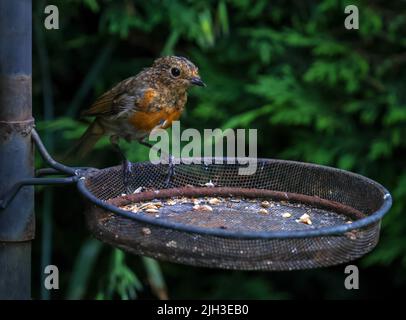 Rapina giovanile 'Erithacus rubecula', piume di bib anteriore che girano di rosso, arroccato sul cestino di alimentazione di semi in giardino. Dublino, Irlanda Foto Stock