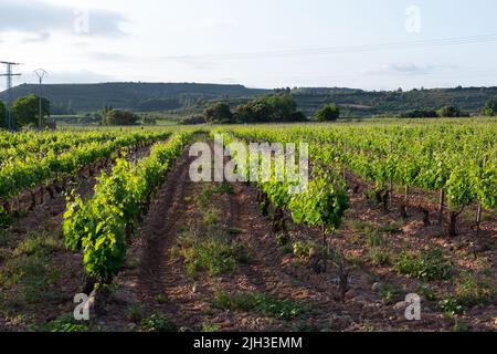 Vigneti in primavera prima della vendemmia nella zona di Rioja, Spagna. Foto Stock