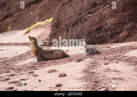 Il leone di mare del bambino segue la sua madre sulla spiaggia nelle Galapagos Foto Stock