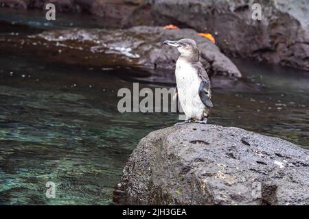 Pinguino Galapagos arroccato su roccia vulcanica nelle Galapagos Foto Stock