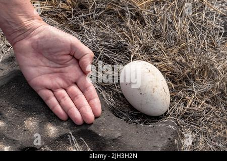 Grande uovo abbandonato da Albatross nelle Galapagos con la mano accanto ad esso per mostrare le dimensioni Foto Stock