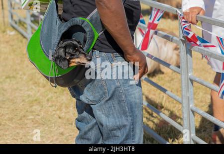 Piccolo cane nero e tan che guida in una borsa verde che è sopra la spalla di un uomo Foto Stock